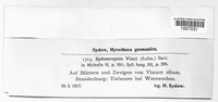 Image of Botryosphaeria visci